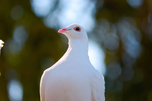 Patenschaft  Weiße Taube